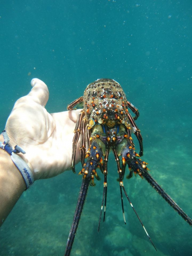 Cosa si trova nel mare 